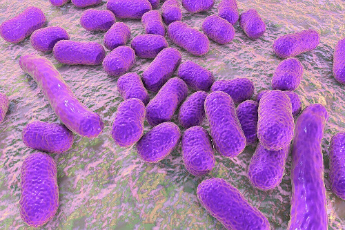Bakterie chorobotwórcze