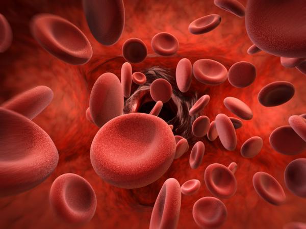 Czerwone krwinki transportują tlen dzięki hemoglobinie.