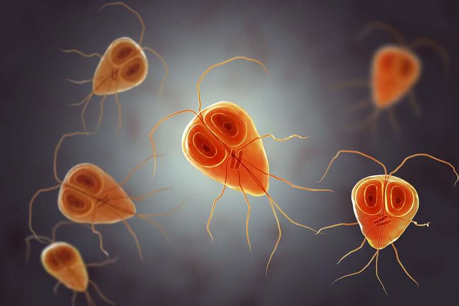 Giardia lamblia to pierwotniak lokujący się w żywych organizmach, w tym w ciałach ssaków.