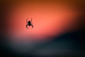 Jad pająka może pomóc zmniejszyć uszkodzenia mózgu