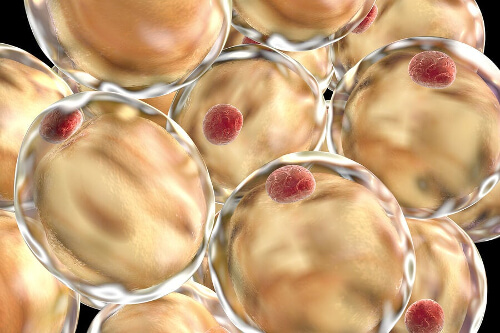 Lipidy