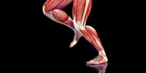 Mięśnie nóg