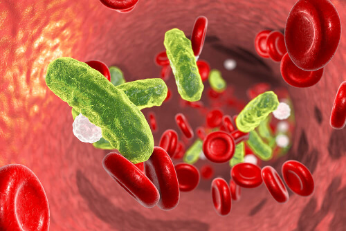 Bakterie krążące we krwi