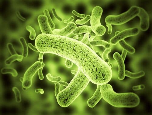 Kryptosporydioza: na czym polega to schorzenie?