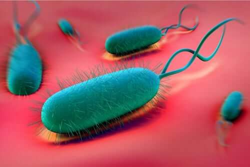 Helicobacter pylori