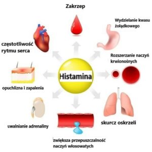 Histamina: synteza, uwalnianie i funkcje