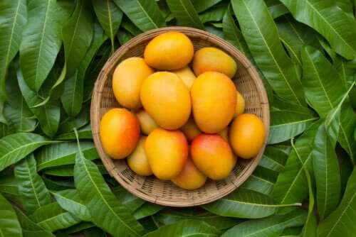 Liście mango – 6 zalet, o których być może nie wiedziałeś