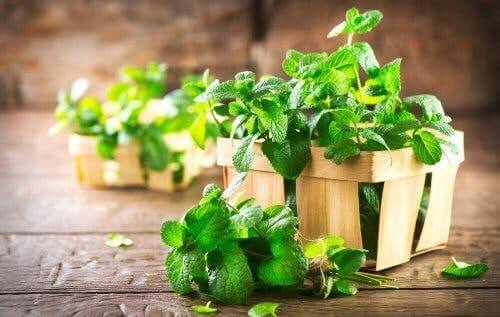 Mięta - naturalne remedia na kamienie żółciowe