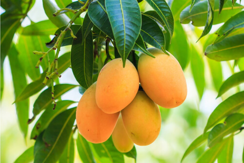 Owoce mango