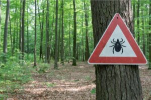 Leczenie choroby z Lyme - na czym polega?