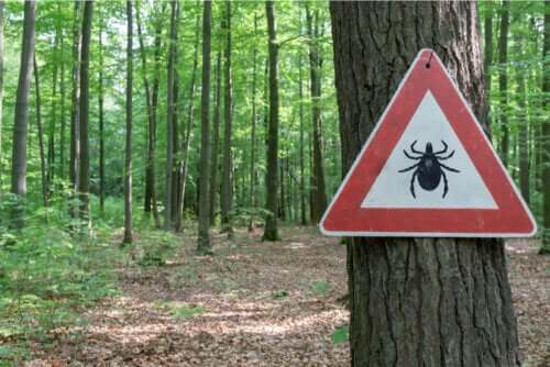 Leczenie choroby z Lyme - na czym polega?