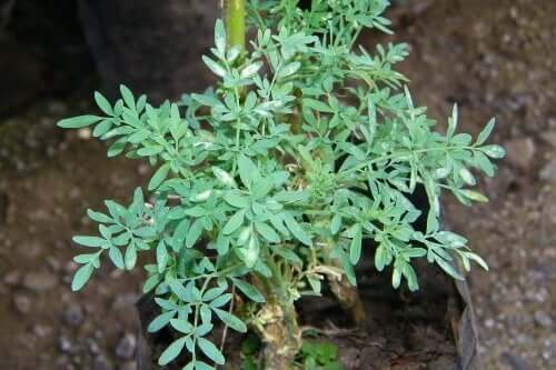 Ruta - rośliny o działaniu poronnym