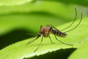 Choroby przenoszone przez komary - poznaj je!