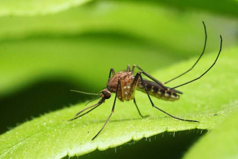 Choroby przenoszone przez komary - poznaj je!