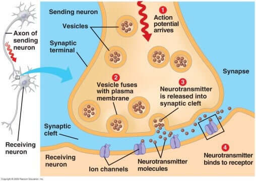 Synapsa