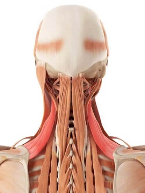 Anatomia szyi: kości i chrząstki