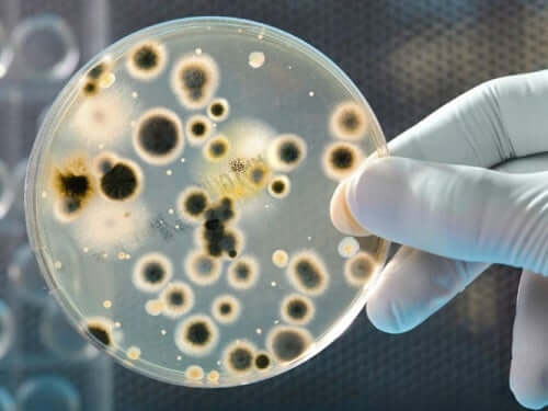 Bakterie mogą powodować wypryski w pachwinie
