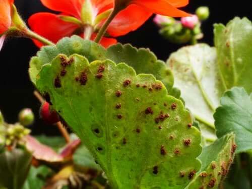Poznaj różne choroby i szkodniki roślin