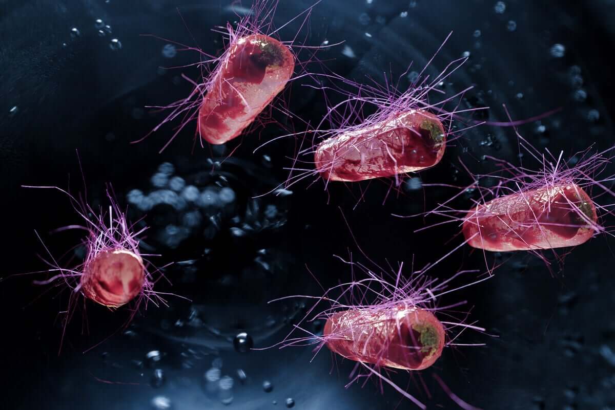 Bakteria E.Coli znana jest ze swoich zakaźnych właściwości.