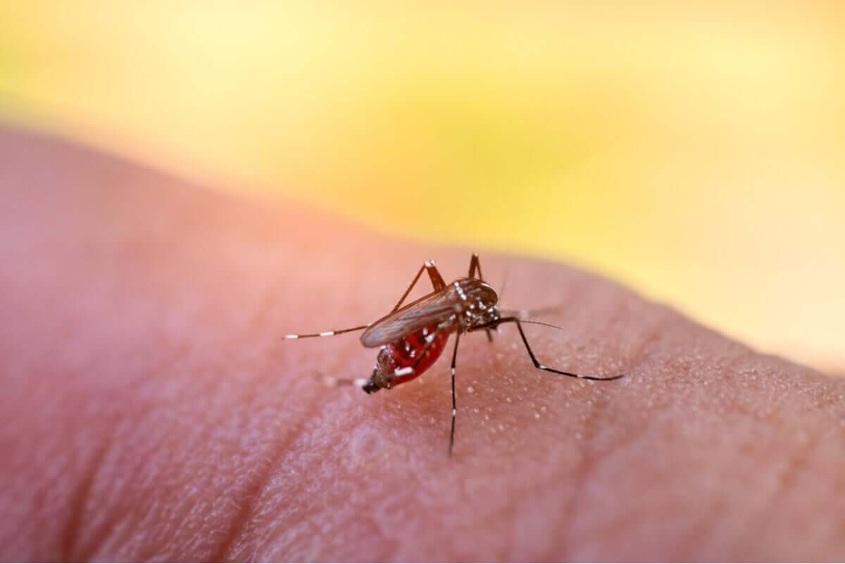 Choć to rzadkie, niska wartość wskaźnika może oznaczać dengę lub inną chorobę tropikalną.