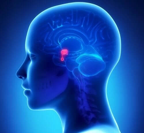 Przysadka mózgowa