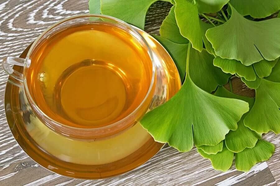 Ginkgo biloba