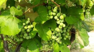 Czym są fitochemikalia? Dowiedz się więcej