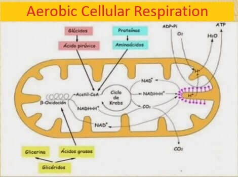 Proces oddychania - schemat