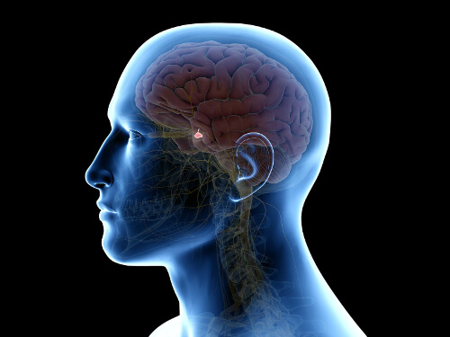 Układ neuroendokrynny