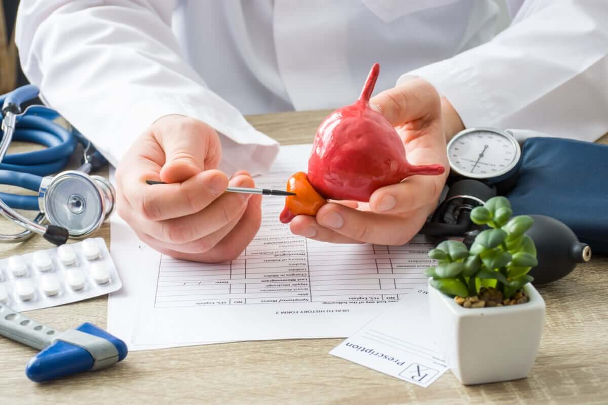 Prostata to gruczoł znajdujący się pod pęcherzem moczowym.