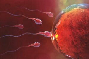 Zapłodnienie - jak długo po stosunku może nastąpić?