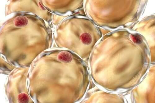 Komórki tłuszczowe w zbliżeniu