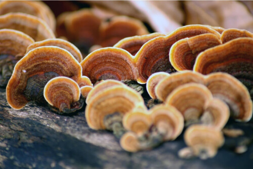 Gdyby shitake