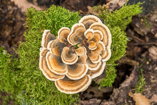 Grzyby shitake