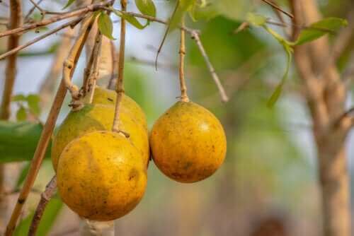 Nux vomica: co warto wiedzieć na temat tej rośliny?