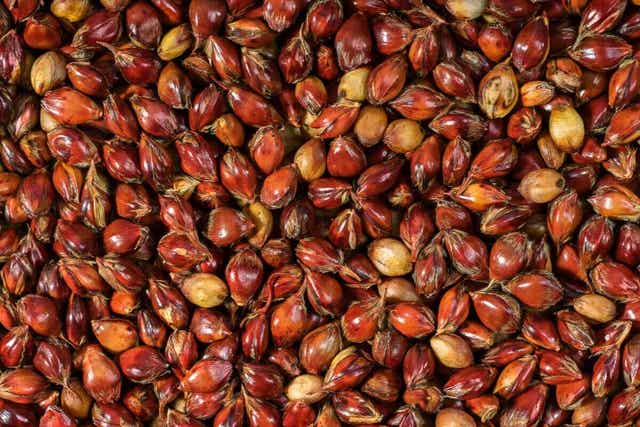 Ziarna sorgo