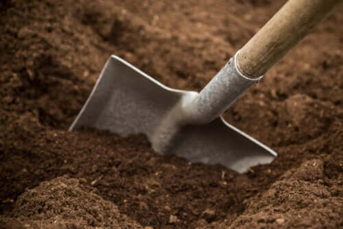 Jaka gleba jest w Twoim ogrodzie? Rodzaje gleby i charakterystyka