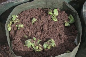 Uprawa ziemniaków w domu - samouczek dla początkujących