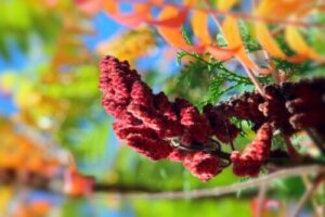 Szkarłatka amerykańska: właściwości, zastosowanie i przeciwwskazania