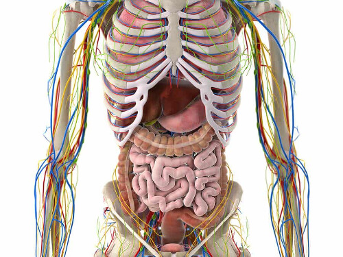 Anatomia człowieka