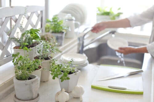 Rośliny w kuchni - 5 korzyści z ich posiadania