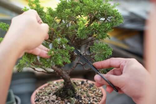 Drzewka bonsai - dowiedz się, jak je robić i pielęgnować