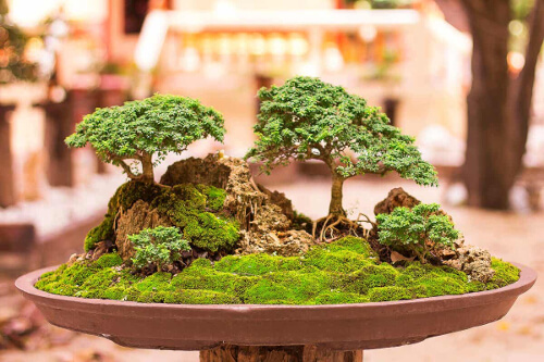Drzewko bonsai