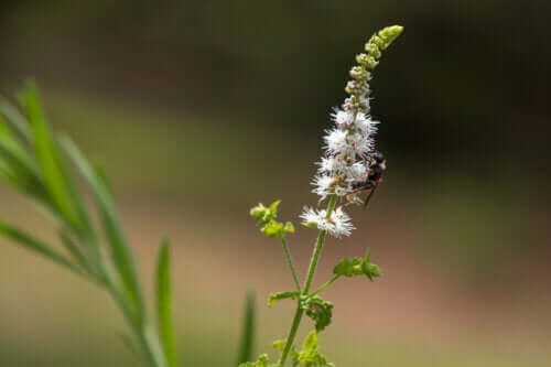 Pluskwica groniasta: cechy, stosowanie i środki ostrożności