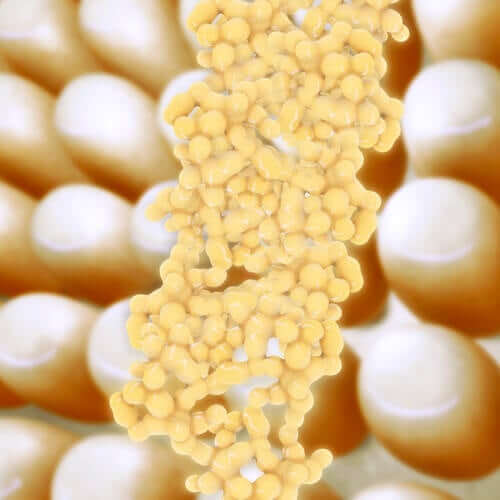 Jakie znaczenie ma adiponektyna dla naszego organizmu?