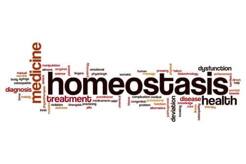 Homeostaza - czym jest i co należy o niej wiedzieć