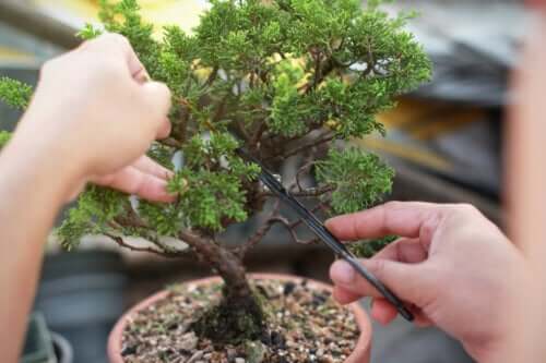 Bonsai - dowiedz się na czym polega ta wschodnia sztuka