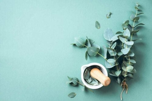 Poznaj korzyści i zalety eukaliptusa dostępne dla każdego