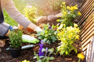 Rośliny inwazyjne, które mogą zaszkodzić Twojemu ogrodowi