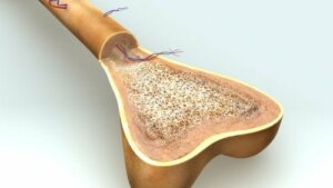 Osteogeneza - w jaki sposób rosną kości?
